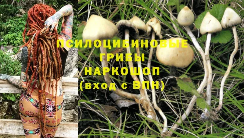 Галлюциногенные грибы Magic Shrooms  Анжеро-Судженск 